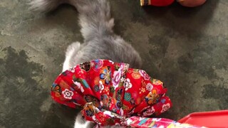 meow