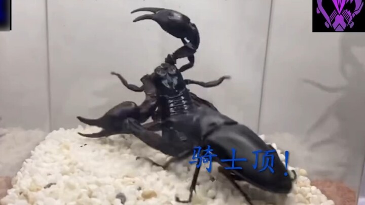 (Ember baja) kumbang rusa VS kalajengking beracun (bentuk kalajengking beracun Bahtera)