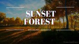 Forest Sunset: Calm and Serene Ambiance for Relaxing Evenings
