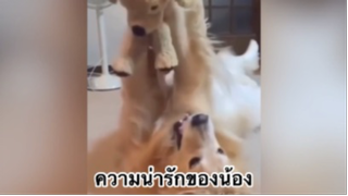 สัตว์เลี้ยง เพื่อนขนปุย : ความน่ารักของน้อง