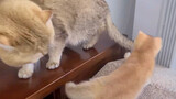 [สัตว์] แมวน้อยกำลังพยายามตีแมวที่โตเต็มวัย