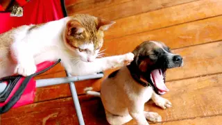 Cat and Dog have a sweet time together, best cat dog couple ever
