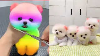 Funny and Cute Dog Pomeranian 😍🐶| Funny Puppy Videos #86