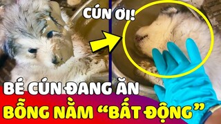 Đang ăn thì bé cún bỗng 'NẰM BẤT ĐỘNG' khiến con Sen khóc hoảng và 'CÁI KẾT' 😅 | Gâu Đần