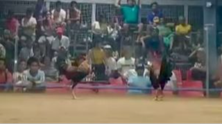 StanSid red wins championship 3-hit in Bulacan, July 27, 2024