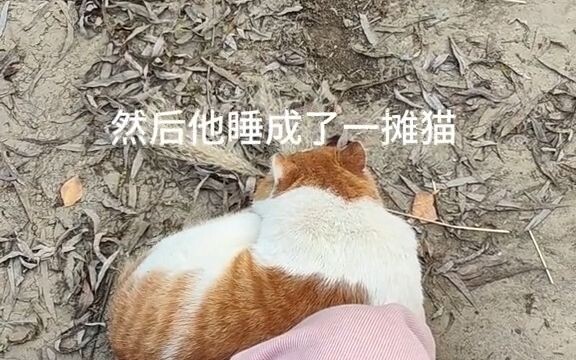 钓鱼不要撸猫因为……