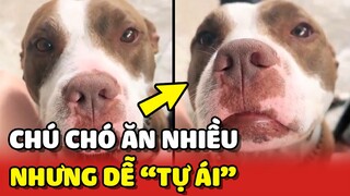 Chú chó TỰ ÁI vì bị chủ chê ĂN NHIỀU không nuôi nổi 😂 | Yêu Lu