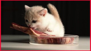 Feeding Kitten With Tomahawk Beef.