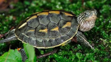 Turtles 🔴 Ocadia Sinensis - Chinese Stripe-Necked Turtle Tortuga Cuello Rayado Mauremys Sinensis