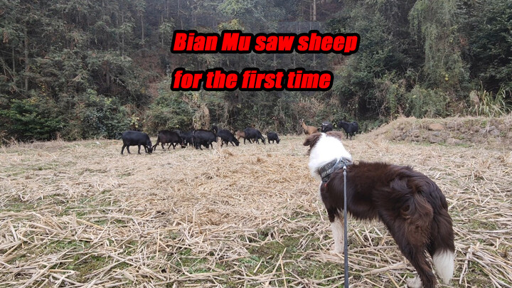 Animal|Border Collie Sees the Sheep in County