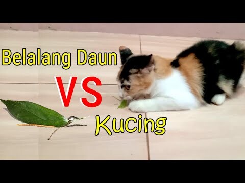 KUCING vs BELALANG DAUN | Siapakah Pemenangnya ?