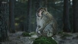BBC Dynasties II 6of6 - Macaque.Monkeys