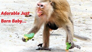 Mother Monkey Just Giving Newborn of Baby Looks So Adorable, Teva Monkey Giving Newborn of Baby