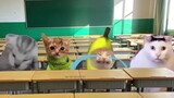 Banana Cat and friends after school starts