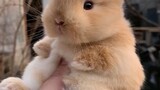 Seekor kelinci kecil yang lucu sedang tumbuh dewasa