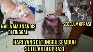 Alhamdulillah Kucing Prolaps Moci Akhirnya Sudah Sembuh Bisa Pulang dari Klinik Seteleh Di Oprasi..!