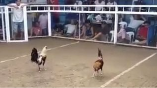 5K Sweater Last Fight (WLW)| Basahan | 3 hits Ulutan