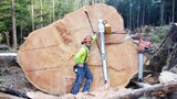 Amazing Biggest Tree Cutting - Fastest Skilled Chainsaw Man