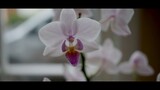 Orchids with soothing music