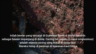 3 hewan terpanjang di dunia😲😲😲bisa mencapai 55 meter