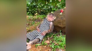 Há mồm chờ sung dụng là có thật ThuCung🔔 thucungvuinhon thucung MonKey🔔