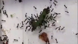 An insect video