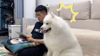 Chú chó Samoyed quấn người!