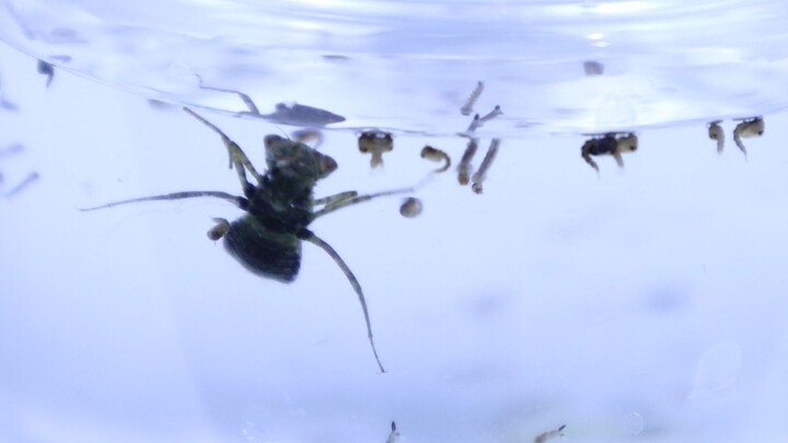 Đặt một ấu trùng ruồi vào một vũng nước đầy ấu trùng muỗi