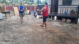 pang malakasang spar GILMORE RAPTOR VS YLH ALBANY from L.A gamefarm