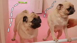 Pet | The First Meet Between Mother And Pugs