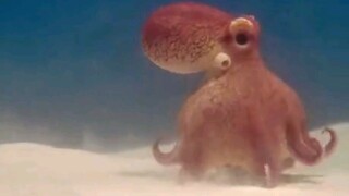 An octopus tryin to WALK is cute