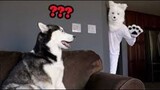 OMG - Funny Dogs And Cats Reaction Videos | Super Dog