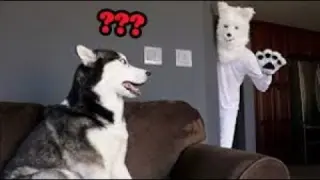 OMG - Funny Dogs And Cats Reaction Videos | Super Dog