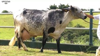 World Record 127 Kg Milking Girlando Cow