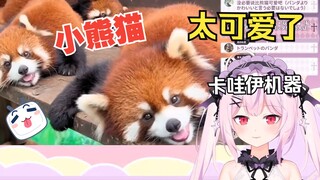 日本妹妹看可爱小熊猫 被萌翻了！！