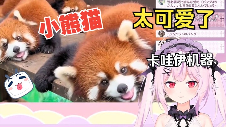 日本妹妹看可爱小熊猫 被萌翻了！！