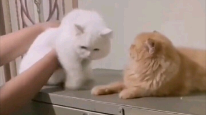 Orange Cat: Please fight for me, right? Let’s attack with a substitute, right? It’s too big, too big