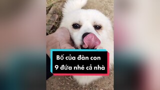 Cả nhà thấy e Bo đẹp trai bao nhiêu điểm nào hihi.  cunyeucuadua chó chócon chókhôn chócute