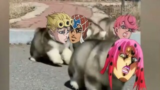 petualangan aneh jojo versi anjing
