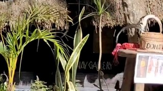 egorot traditional dance