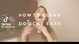 how to clean a dog/cat ears