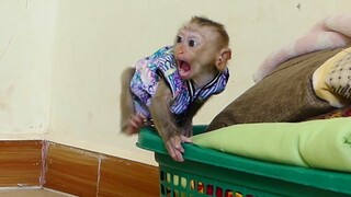 Baby Monkey Crying scared!! Cute My Little Baby Maki Shout Cry Scared Mom go out When him is playing