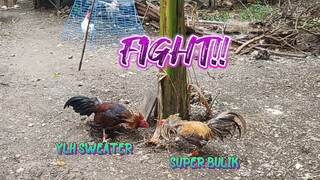Super Bulik VS YLH Sweater  Spar!!     JRP GAMEYARD