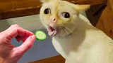วิดีโอแมวที่สนุกที่สุดที่จะทำให้คุณหัวเราะ 24 แมวตลก