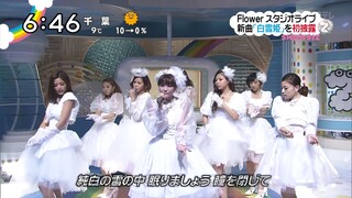 Shirayukihime by Flower — Live Performance on ZIP! [25th December 2013]