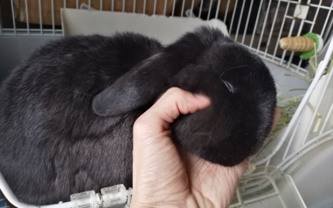 [Animals]A sense of trust from pets|'灰色と青'