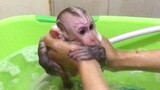 Shower for Mino Monkey