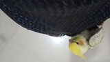 cockatiel flying! meet hedwig!