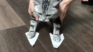 What does a cat do when it encounters tape?