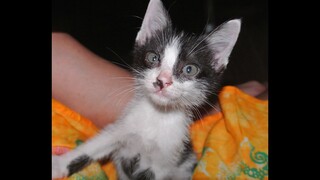 Tiny, scrawny Kitten saved from a busy highway, and nurtured by nanny dog Lucy.